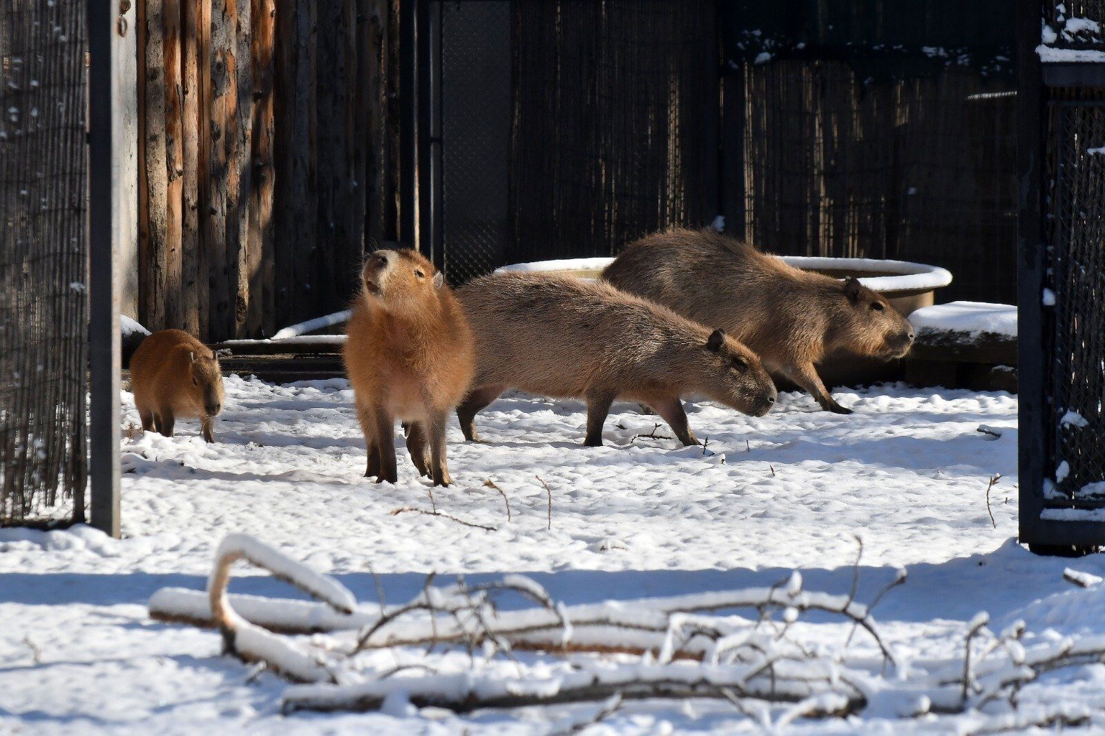 Grădina Zoologică București, aproape 100 de vizitatori pe oră în 2025