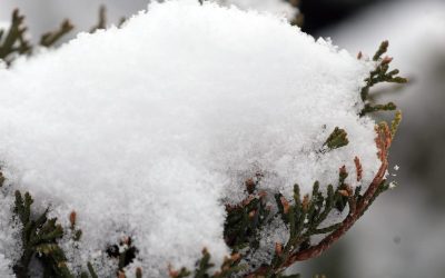 88202005007-snow-jl-4.JPG - StirileCorecte