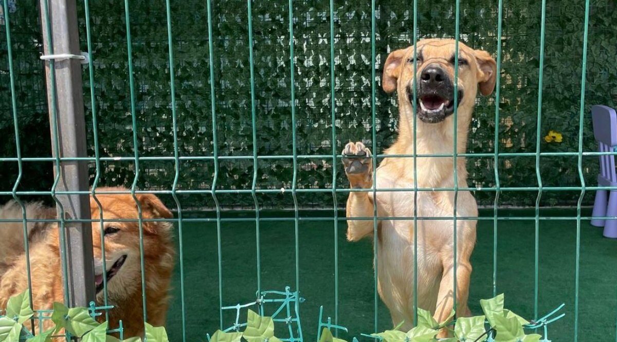 Bucureștiul înregistrează un progres remarcabil în eforturile de adopție de animale, cu un record de peste 2.040 de căței găsiți un nou cămin în anul 2025