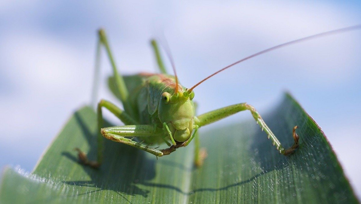 Lăcustă gigantică descoperită în Ungaria