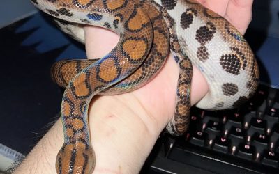 Sarpe-1.jpg - StirileCorecte