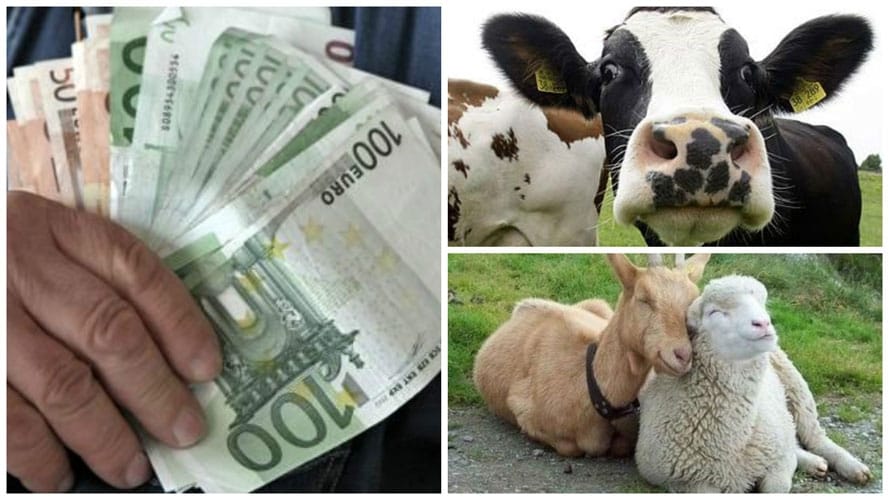 Subvențiile APIA pe cap animal! Banii ajung la crescători până la 31 ianuarie 2026!