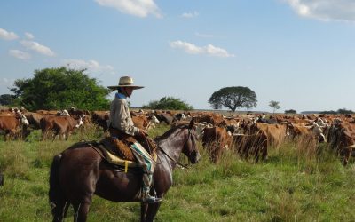 Vaches-Argentine©Pixabay.jpg - StirileCorecte
