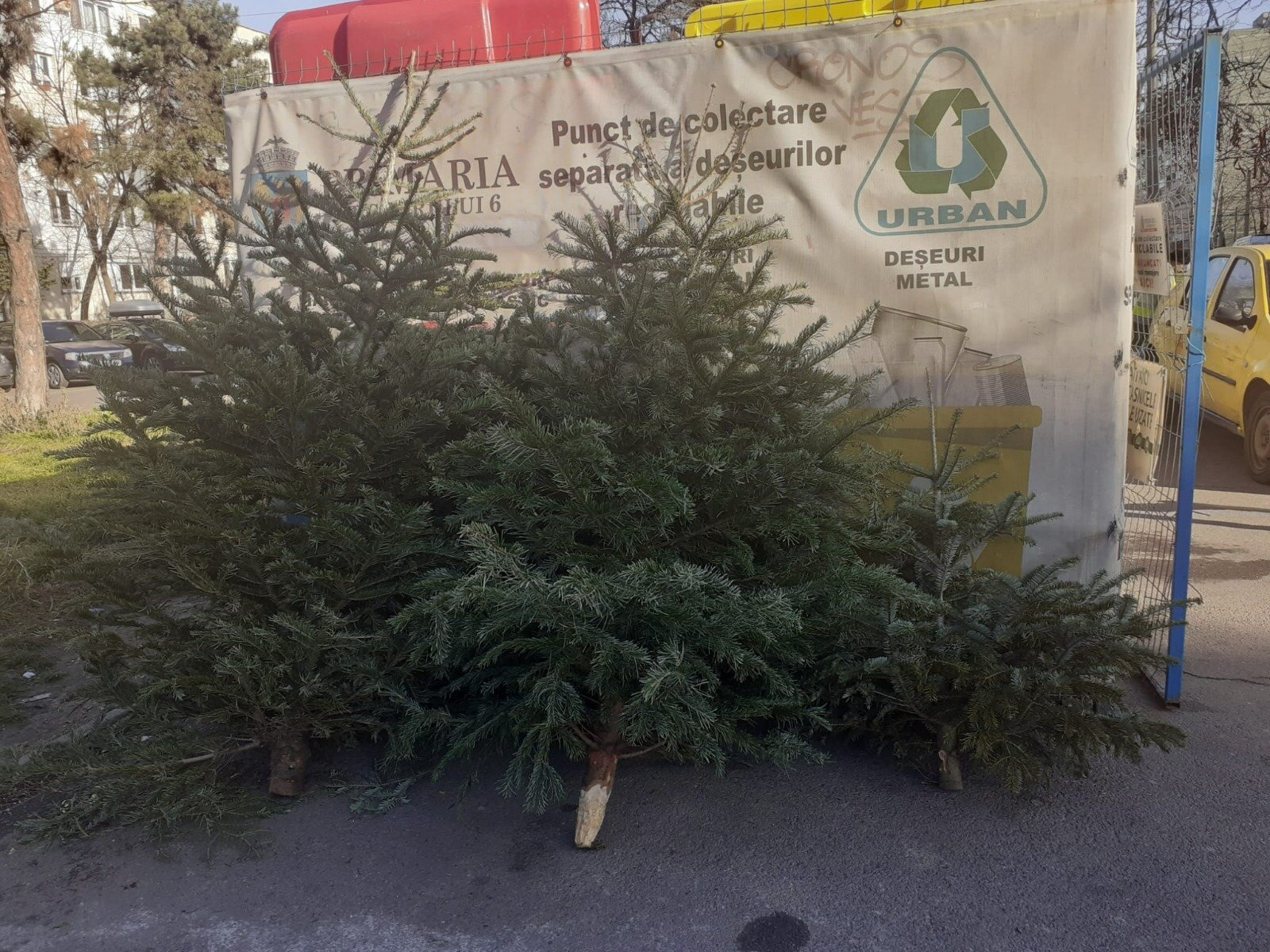 Sector 1: Procedura de colectare a braziilor de Crăciun