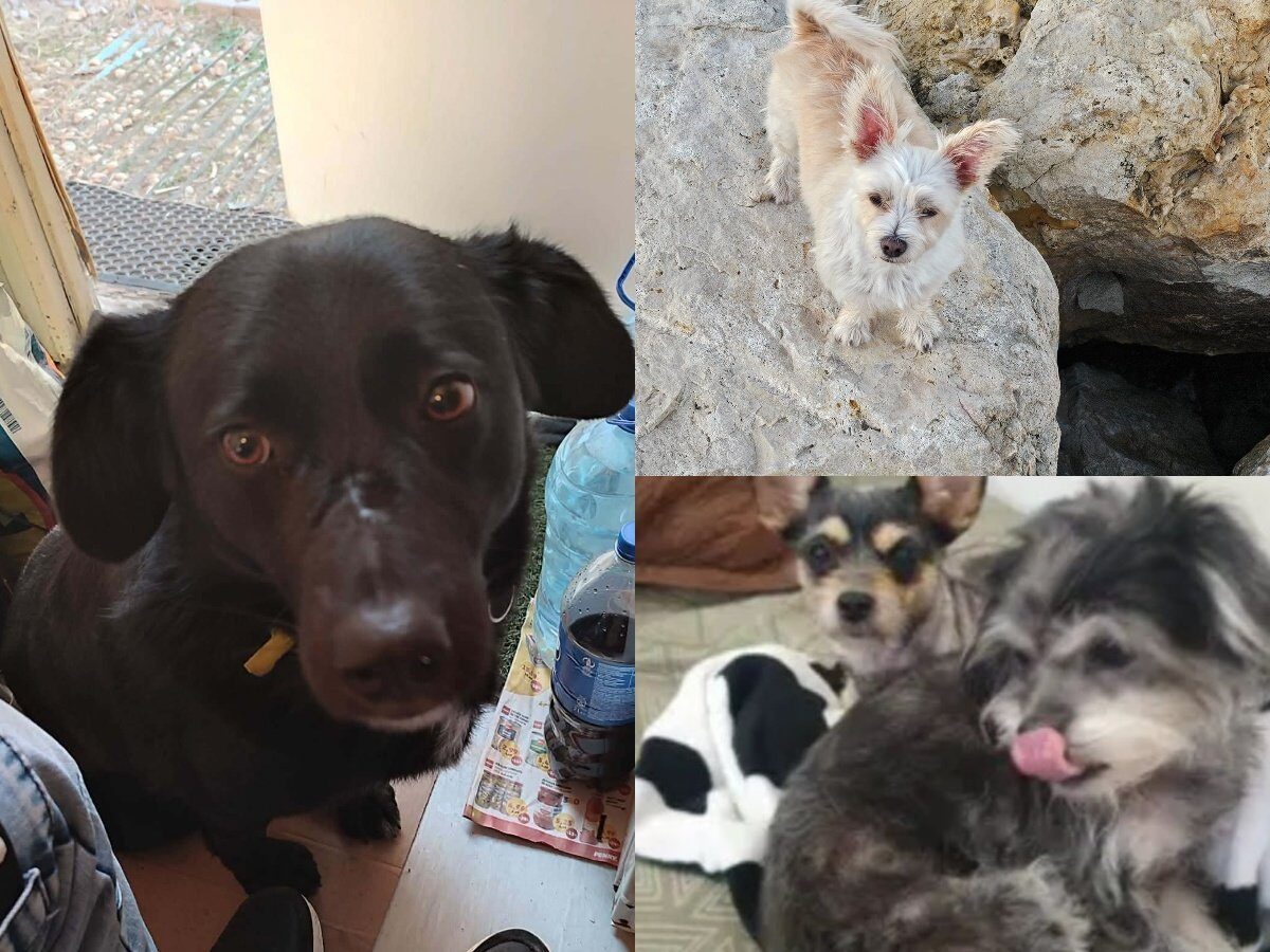 Un nou caz de abandon al animalelor de companie a readus în atenție problema gestionării câinilor fără stăpân în Capitală, într-un moment în care autoritățile încearcă să contracareze fenomenul și să plaseze responsabilitatea în fomarea unor contexte corecte de îngrijire