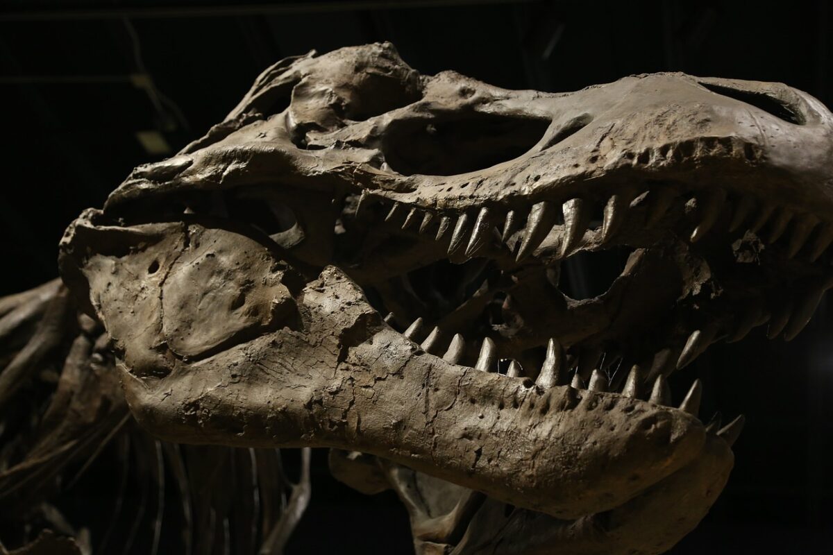 Ouă de dinozaur din Jurasicul târziu descoperite