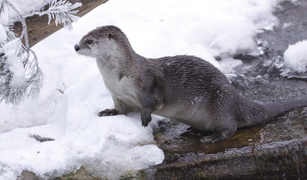 dreamstime_m_17303431-1024x683.jpg - StirileCorecte