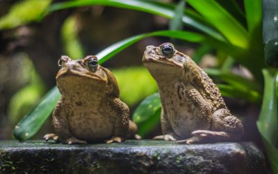 dreamstime_xl_123690325.jpg - StirileCorecte