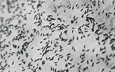 uhttps3A2F2Fobservatornews.ro2Fuploads2Fmodules2Fnews2F02F20262F12F152F6428782Fpurici.jpeg - StirileCorecte