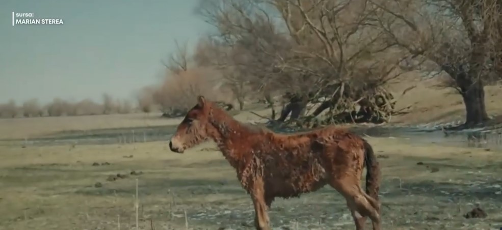 Scene cutremurătoare în rezervația Deltei: Caii sălbatici sunt atât de slăbiţi, încât abia mai stau în picioare. Unii au murit