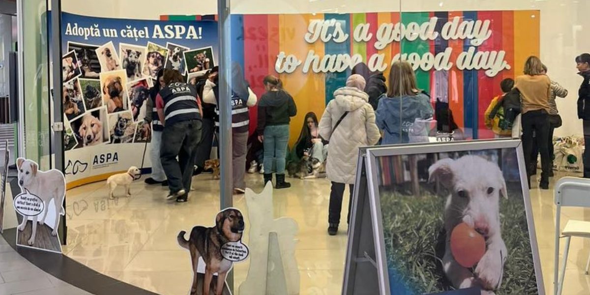 Catei-adoptati-primul-targ-de-adoptii-ASPA.jpg - StirileCorecte