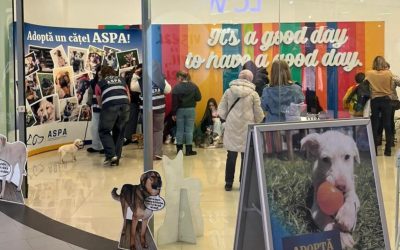 Catei-adoptati-primul-targ-de-adoptii-ASPA.jpg - StirileCorecte