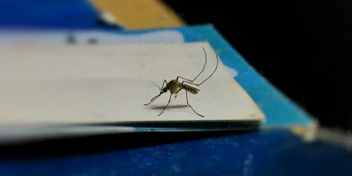 Ilfov-fara-tantari.jpg - StirileCorecte