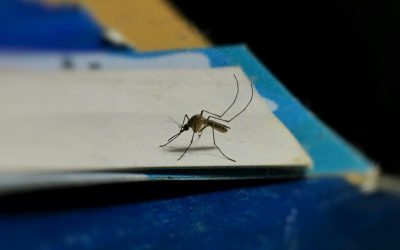 Ilfov-fara-tantari.jpg - StirileCorecte