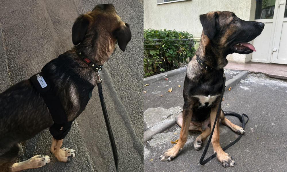 Untitled-design-37-1000x666.png - StirileCorecte