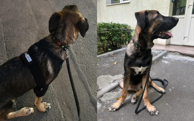 Untitled-design-37-1000x666.png - StirileCorecte