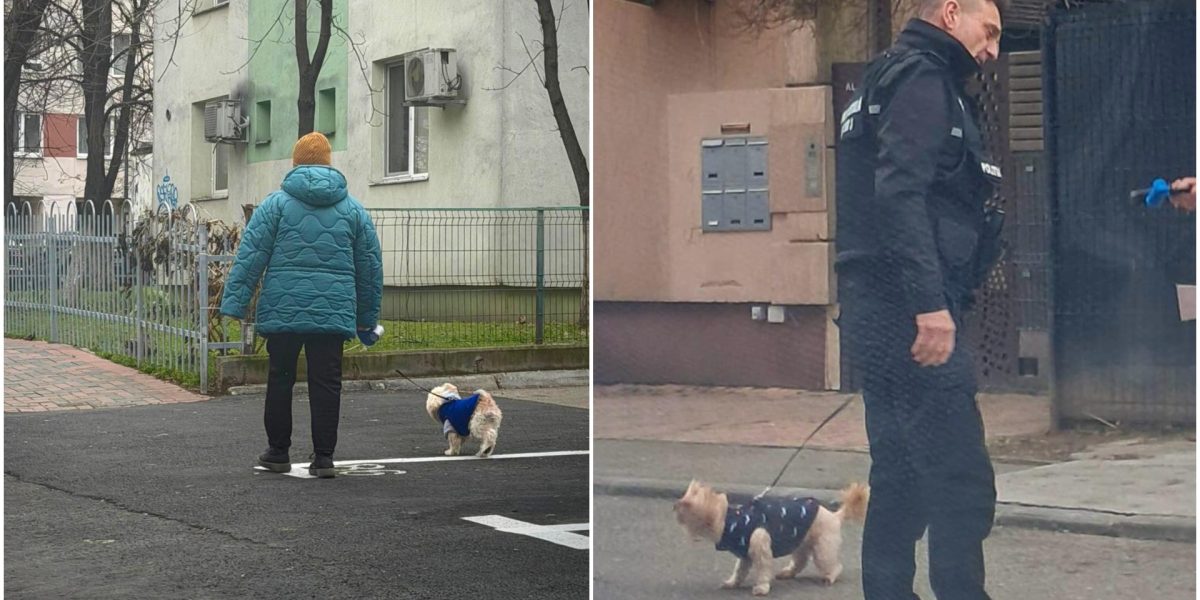 amenzi-bucuresteni-care-nu-strang-dupa-cainii-lor.jpg - StirileCorecte