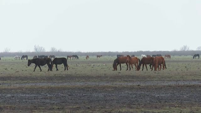 cai-letea-1.png - StirileCorecte