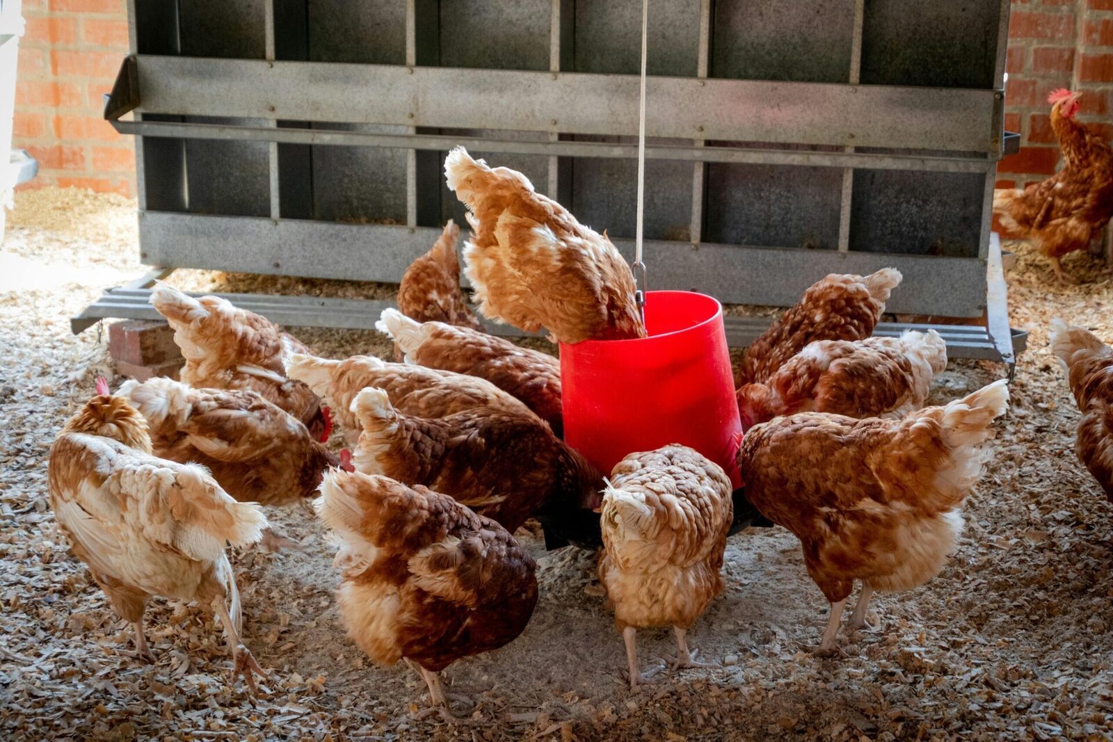 Gripa aviară de tip H5N1 a fost confirmată recent la lebedele din zona râului Dâmbovița, în apropierea comunei Glina, din județul Ilfov