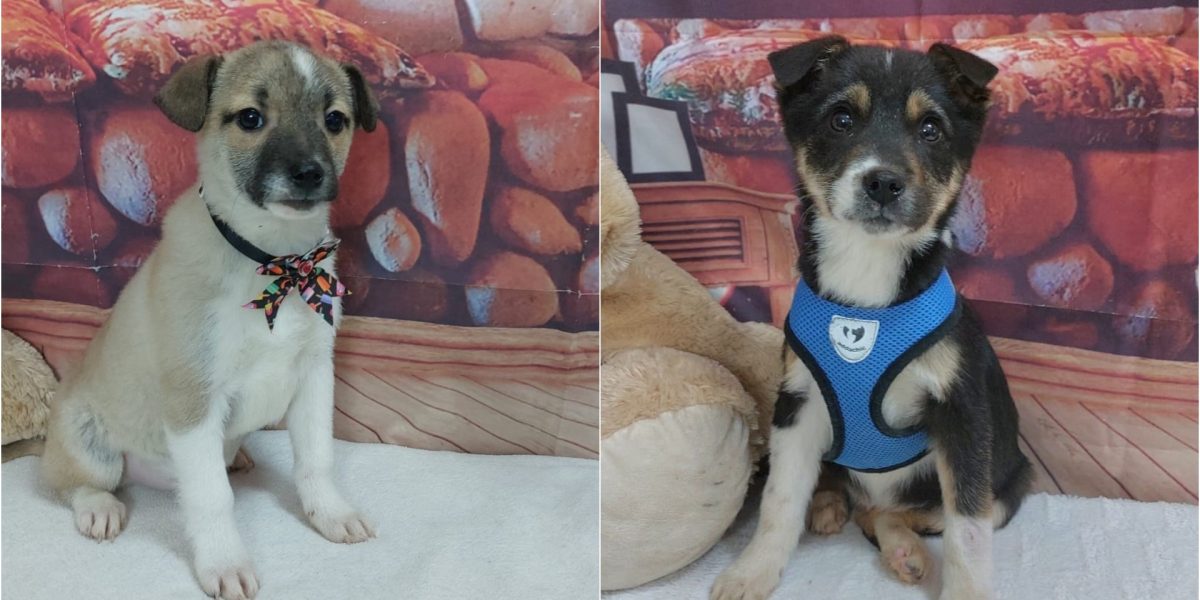 targ-adoptii-ASPA.jpg - StirileCorecte