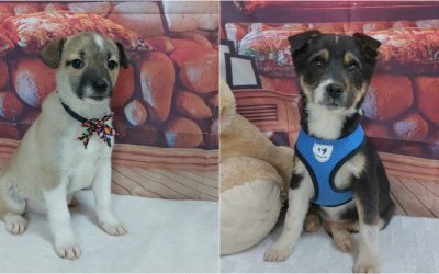 targ-adoptii-ASPA.jpg - StirileCorecte