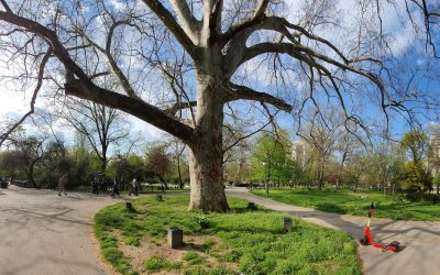 Bucureștenii pot depune online cereri pentru toaletarea sau defrișarea copacilor Primăria Capitalei a lansat o platformă digitală dedicată gestionării cererilor pentru toaletarea sau defrișarea arborilor din București