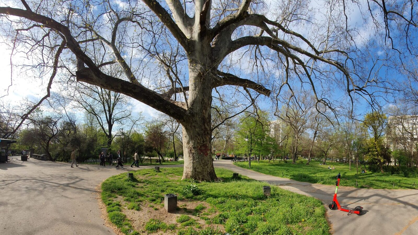 Bucureștenii pot depune online cereri pentru toaletarea sau defrișarea copacilor Primăria Capitalei a lansat o platformă digitală dedicată gestionării cererilor pentru toaletarea sau defrișarea arborilor din București