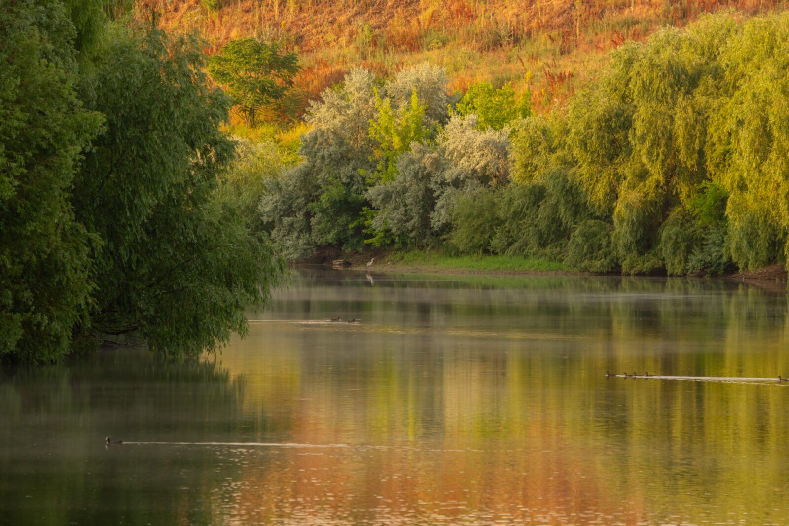 Atelier foto gratuit în București, pe traseul Dâmbovița-Lacul Morii Asociația Parcul Natural București (APNB) organizează un atelier de explorare fotografică în zona dintre râul Dâmbovița și Lacul Morii