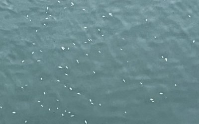 Mortalitate piscicolă înregistrată în aval de barajul Reconstrucția Reprezentanții Direcției Sanitar-Veterinare au demarat o anchetă după ce sute de pești morți au fost descoperiți în râul Bistrița, în zona de aval a barajului Reconstrucția din Piatra-Neamț