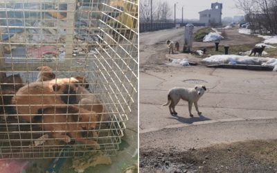 Un număr semnificativ de câini, inclusiv pui, au fost preluați din București de la începutul lunii martie Autoritatea pentru Supravegherea și Protecția Animalelor (ASPA) București a raportat preluarea a 61 de câini din diverse sectoare ale capitalei, începând cu luna martie