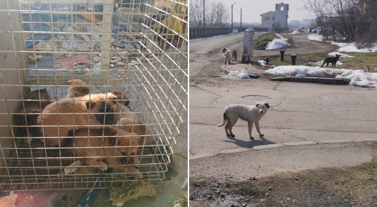 Un număr semnificativ de câini, inclusiv pui, au fost preluați din București de la începutul lunii martie Autoritatea pentru Supravegherea și Protecția Animalelor (ASPA) București a raportat preluarea a 61 de câini din diverse sectoare ale capitalei, începând cu luna martie