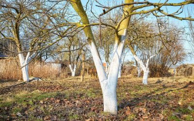 Albirea pomilor fructiferi: metode tradiționale și alternative moderne pentru o livadă sănătoasă Albirea pomilor fructiferi, o practică veche de secole, nu este doar o tradiție de primăvară, ci și un pas important pentru sănătatea și productivitatea livezilor