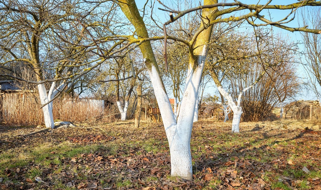 Albirea pomilor fructiferi: metode tradiționale și alternative moderne pentru o livadă sănătoasă Albirea pomilor fructiferi, o practică veche de secole, nu este doar o tradiție de primăvară, ci și un pas important pentru sănătatea și productivitatea livezilor