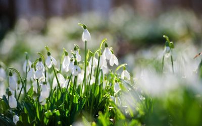 Amenzi usturătoare în Germania pentru culegătorii de ghiocei: până la 50.000 de euro Germania a înăsprit sancțiunile pentru cei prinși culegând ghiocei din păduri, amenzile putând ajunge la sume considerabile, în funcție de regiune și de gravitatea faptei