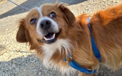 Sterilizări gratuite pentru câinii cu stăpân în București și Ilfov: Cum poți beneficia Campanii de sterilizare gratuită pentru câinii de rasă comună cu deținător sunt în desfășurare în București și în unele localități din județul Ilfov