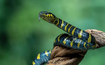 Șerpii sfidează gravitația: O echipă de cercetători explică mecanismul prin care reptilele se ridică fără membre O echipă de oameni de știință a elucidat misterul biologic legat de modul în care șerpii, în special cei arboricoli, reușesc să se ridice și să mențină o mare parte din corp în poziție verticală, în ciuda absenței membrelor