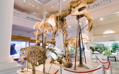 Muzeul Antipa își schimbă programul de funcționare; Aripa istorică a Muzeului Dimitrie Leonida, redeschisă Muzeul Național de Istorie Naturală „Grigore Antipa” va trece la programul de vară începând cu 1 aprilie, oferind vizitatorilor mai mult timp pentru a explora colecțiile sale