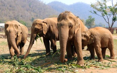 Finlanda și relația specială cu investițiile străine: o lecție de autonomie economică Finlanda, țara cunoscută pentru autoironia sa și legăturile strânse cu istoria sa, are o perspectivă unică asupra investițiilor străine