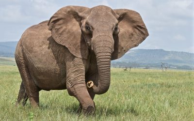 Elefanții par să evite zonele cu activitate umană mai mult decât alte specii de mamifere africane, arată un nou studiu