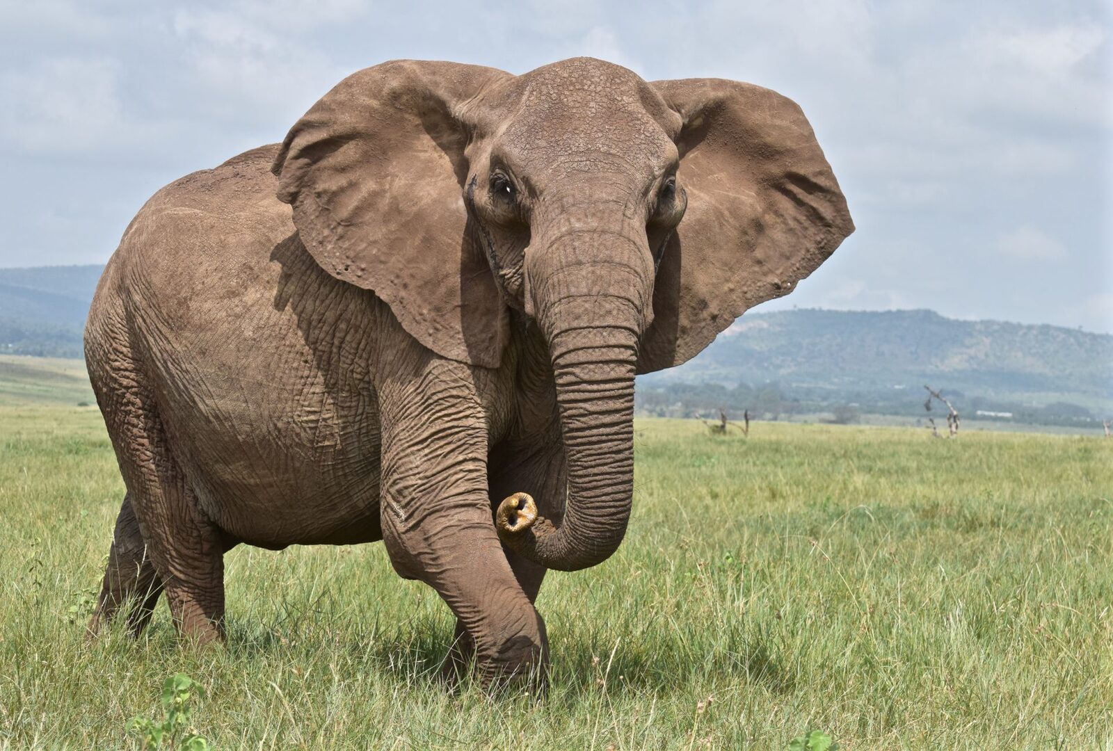 Elefanții par să evite zonele cu activitate umană mai mult decât alte specii de mamifere africane, arată un nou studiu