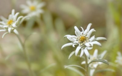 Buzău: Cercetătorii lucrează la conservarea semințelor de floare de colț pentru un secol Ziua Națională a Florii de Colț este marcată astăzi în România, un prilej pentru a sublinia importanța protejării acestei specii rare, declarată monument al naturii