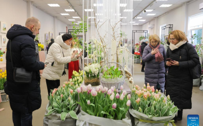 Flori și Sărbătoare la Sankt Petersburg: Un Omagiu pentru Ziua Femeii Sankt Petersburgul s-a transformat într-o explozie de culoare și parfum, cu ocazia pregătirilor pentru Ziua Internațională a Femeii, sărbătorită pe 8 martie