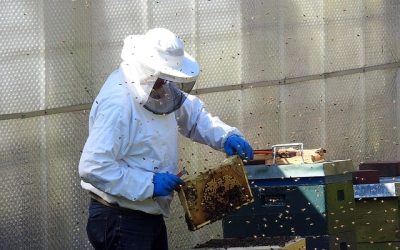 Scumpirea energiei și a carburanților afectează apicultorii