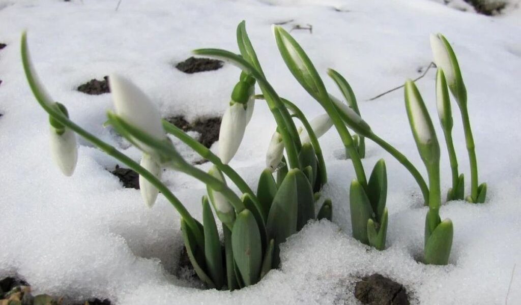 Semnificații și tradiții în primele zile ale lunii martie Începutul lunii martie, odată cu sosirea primăverii, este încărcat de semnificații și obiceiuri în folclorul românesc
