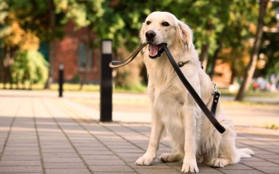Golden retrievers și oameni: Similarități surprinzătoare