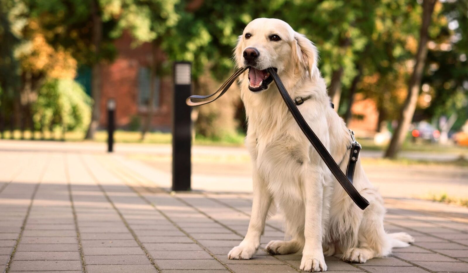 Golden retrievers și oameni: Similarități surprinzătoare
