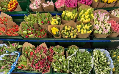 Șoricel surprins făcând cumpărături într-un supermarket din Buftea: imagini filmate în timpul „mărțișorului” Un șoricel a fost surprins de curând printre florile dintr-un supermarket Kaufland din Buftea, imaginile devenind virale pe rețelele sociale