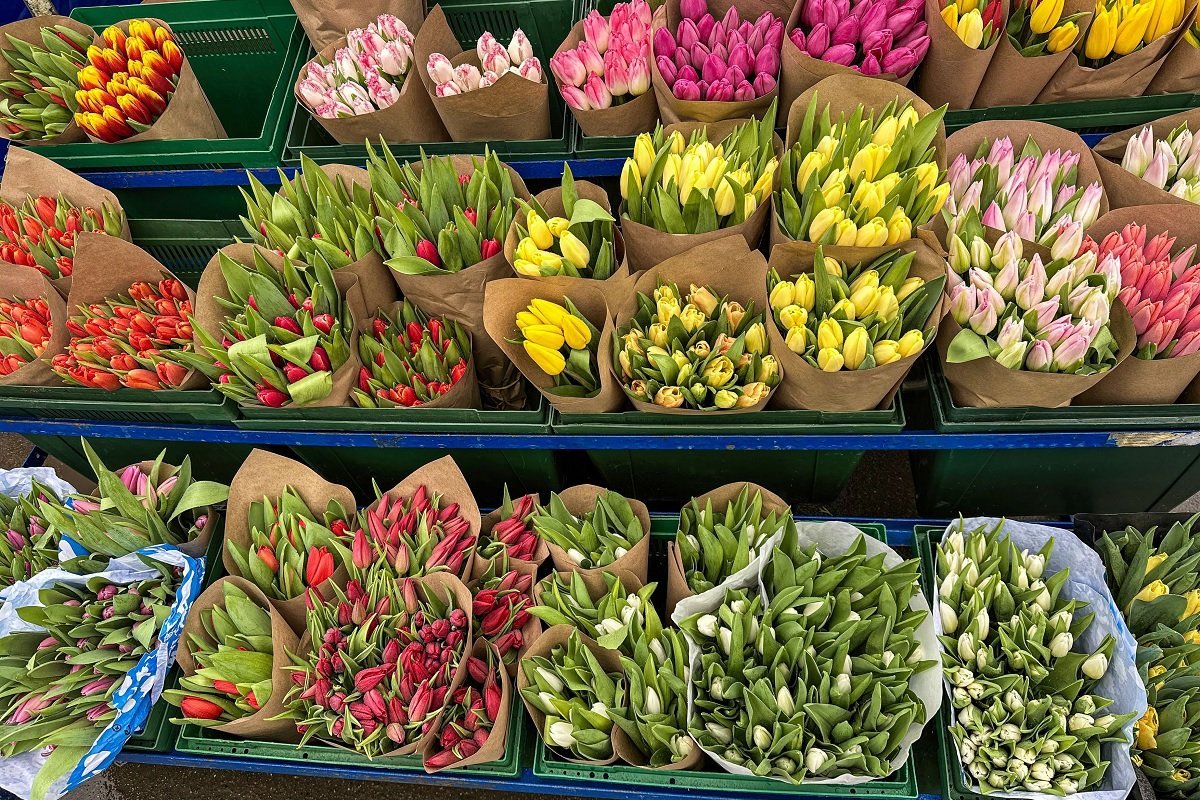 Șoricel surprins făcând cumpărături într-un supermarket din Buftea: imagini filmate în timpul „mărțișorului” Un șoricel a fost surprins de curând printre florile dintr-un supermarket Kaufland din Buftea, imaginile devenind virale pe rețelele sociale