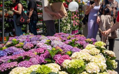 West Side Flower Fest 2026: Înscrieri comercianți, detalii