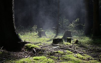 Un teritoriu dispărut din Europa, locuit în epoca de piatră, dezvăluie cercetările oamenilor de știință Un teritoriu vast, care lega în trecut Marea Britanie de Europa continentală, era acoperit de păduri temperate și a susținut populații umane în Epoca de Piatră timp de milenii